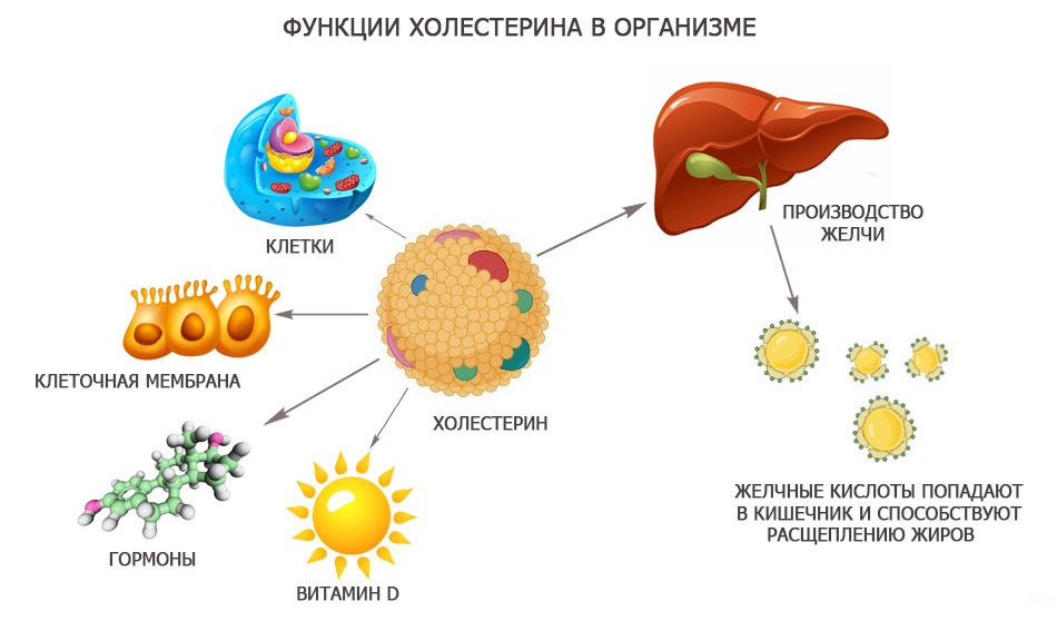 ХОЛЕСТЕРИН В НАШЕМ ОРГАНИЗМЕ